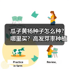 瓜子黄杨种子怎么种？哪里买？高发芽率种植技巧全解析（图1）