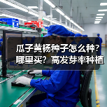 瓜子黄杨种子怎么种？哪里买？高发芽率种植技巧全解析（图3）