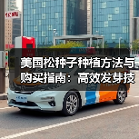 美国松种子种植方法与购买指南：高效发芽技巧解析（图1）