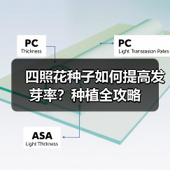 四照花种子如何提高发芽率？种植全攻略（图1）