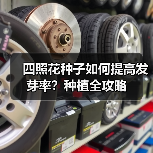 四照花种子如何提高发芽率？种植全攻略（图4）