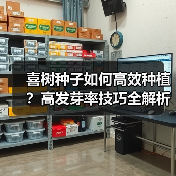 喜树种子如何高效种植？高发芽率技巧全解析（图2）