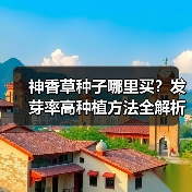 神香草种子哪里买？发芽率高种植方法全解析（图1）
