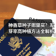 神香草种子哪里买？发芽率高种植方法全解析（图2）