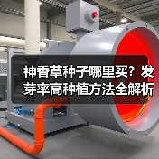 神香草种子哪里买？发芽率高种植方法全解析（图3）