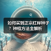如何买到正宗红榉种子?种植方法全解析(图3) 如何买到正宗红榉种子?种植方法全解析(图3)