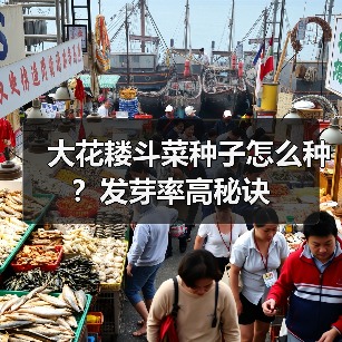 大花耧斗菜种子怎么种?发芽率高秘诀(图2) 大花耧斗菜种子怎么种?发芽率高秘诀(图2)