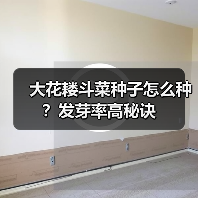 大花耧斗菜种子怎么种?发芽率高秘诀(图3) 大花耧斗菜种子怎么种?发芽率高秘诀(图3)