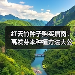 红天竹种子购买指南：高发芽率种植方法大公开！（图2）