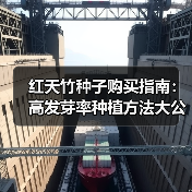 红天竹种子购买指南：高发芽率种植方法大公开！（图4）