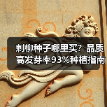刺柳种子哪里买？品质高发芽率93%种植指南（图3）