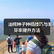 油桐种子种植技巧与发芽率提升方法（图1）