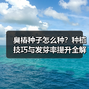 臭椿种子怎么种？种植技巧与发芽率提升全解析（图2）