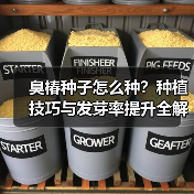 臭椿种子怎么种？种植技巧与发芽率提升全解析（图4）