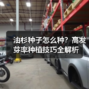 油杉种子怎么种?高发芽率种植技巧全解析(图1) 油杉种子怎么种?高发芽率种植技巧全解析(图1)