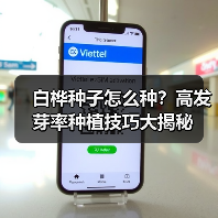 白桦种子怎么种？高发芽率种植技巧大揭秘（图2）