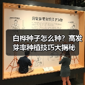 白桦种子怎么种？高发芽率种植技巧大揭秘（图1）