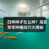 白桦种子怎么种?高发芽率种植技巧大揭秘(图3) 白桦种子怎么种?高发芽率种植技巧大揭秘(图3)