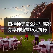 白桦种子怎么种？高发芽率种植技巧大揭秘（图4）