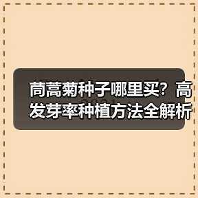 茼蒿菊种子哪里买？高发芽率种植方法全解析（图4）
