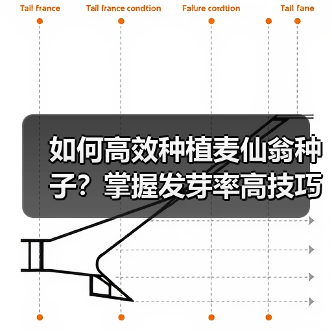 如何高效种植麦仙翁种子？掌握发芽率高技巧（图3）