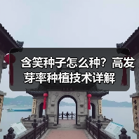 含笑种子怎么种？高发芽率种植技术详解（图3）
