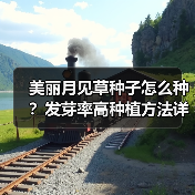 美丽月见草种子怎么种?发芽率高种植方法详解(图2) 美丽月见草种子怎么种?发芽率高种植方法详解(图2)