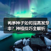 鸭茅种子如何提高发芽率？种植技巧全解析（图1）