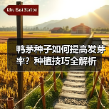 鸭茅种子如何提高发芽率？种植技巧全解析（图2）