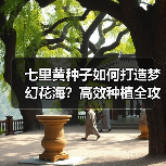 七里黄种子如何打造梦幻花海？高效种植全攻略（图3）