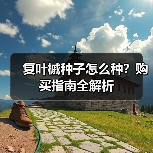 复叶槭种子怎么种？购买指南全解析（图1）