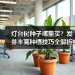 灯台树种子哪里买?发芽率高种植技巧全解析(图3) 灯台树种子哪里买?发芽率高种植技巧全解析(图3)