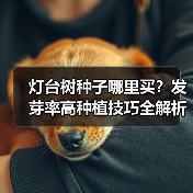 灯台树种子哪里买？发芽率高种植技巧全解析（图4）
