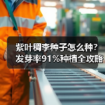 紫叶稠李种子怎么种？发芽率91%种植全攻略（图2）