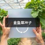 金鱼草种子（图2）