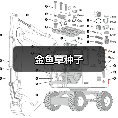 金鱼草种子（图3）