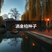 洒金柏种子（图1）
