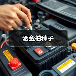 洒金柏种子（图3）