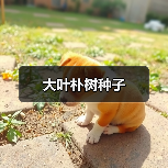 大叶朴树种子（图2）