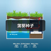 蒲葵种子（图2）