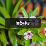 蒲葵种子（图4）