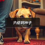 六倍利种子（图1）