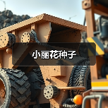 小丽花种子（图1）