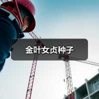 金叶女贞种子（图3）