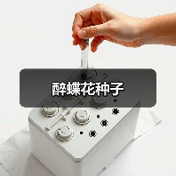 醉蝶花种子（图2）