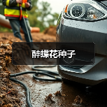 醉蝶花种子（图4）