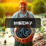 醉蝶花种子（图3）
