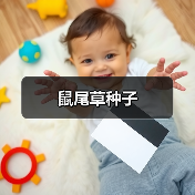 鼠尾草种子(图2) 鼠尾草种子(图2)