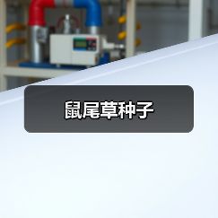 鼠尾草种子（图3）