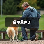 鼠尾草种子（图4）
